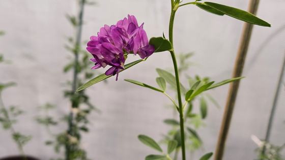 Image of lucerne, focused on the flowers. The flowers are small and bright pink. The image also shows the leaves with are long and thin.