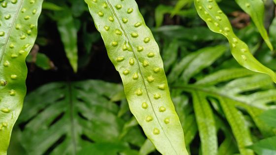 Image of wart fern leaf with protrusions (warts) clearly visible